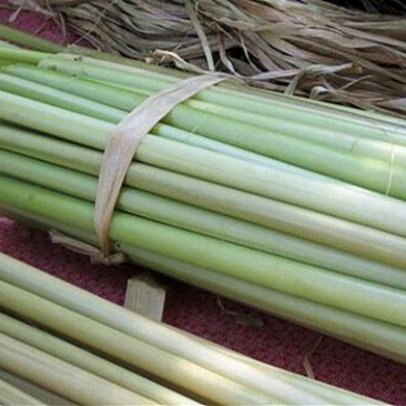 蔬菜，根茎类，蒲菜，蒲根