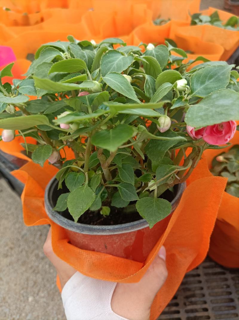 水梅花四季重瓣盆栽新品耐寒