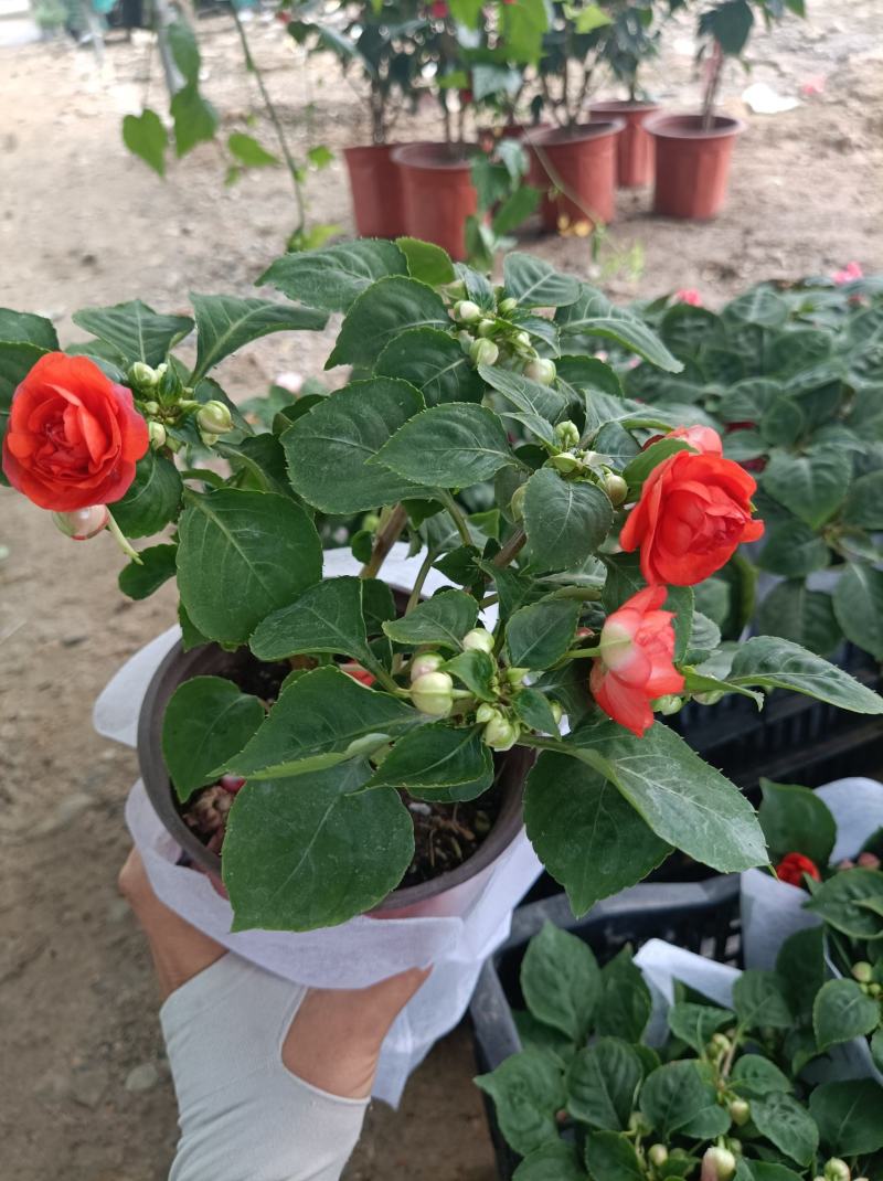 水梅花四季重瓣盆栽新品耐寒