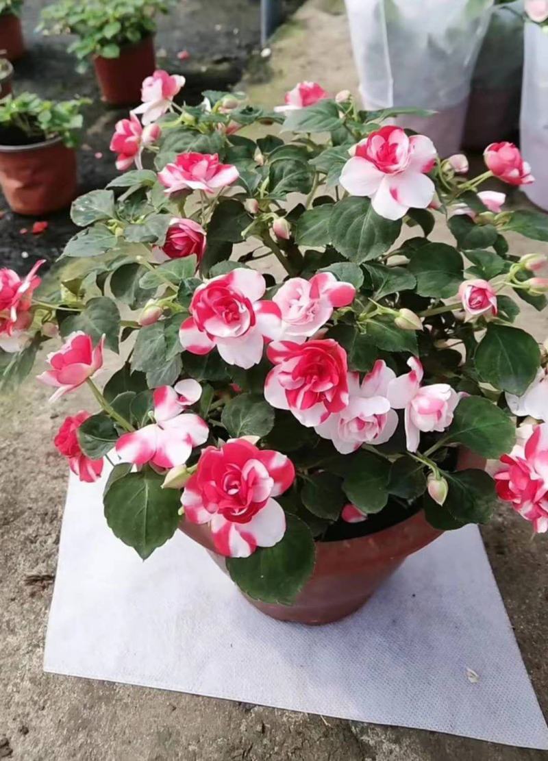 水梅花四季重瓣盆栽新品耐寒