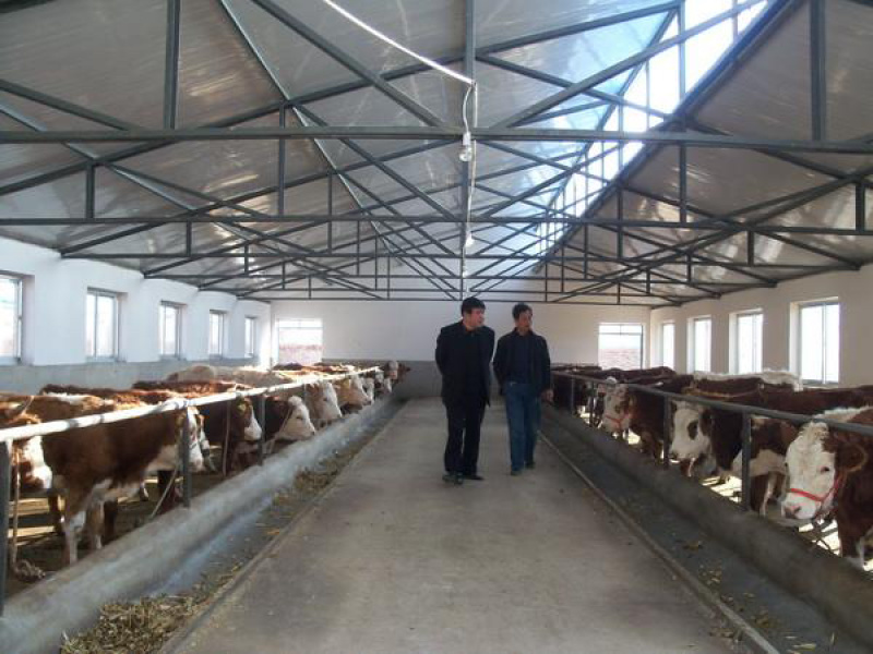 肉牛成品牛，鲁西黄牛架子牛全国包邮到家