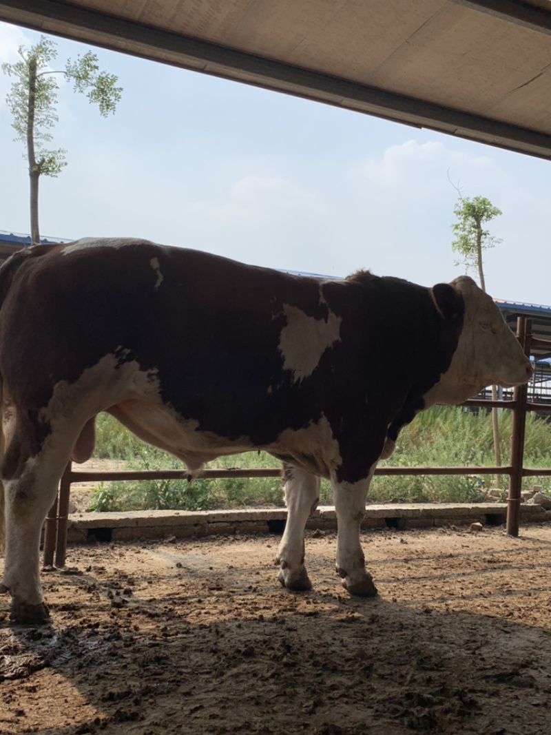 肉牛成品牛，鲁西黄牛架子牛全国包邮到家