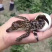 鳄鱼苗活体鳄鱼苗鳄鱼