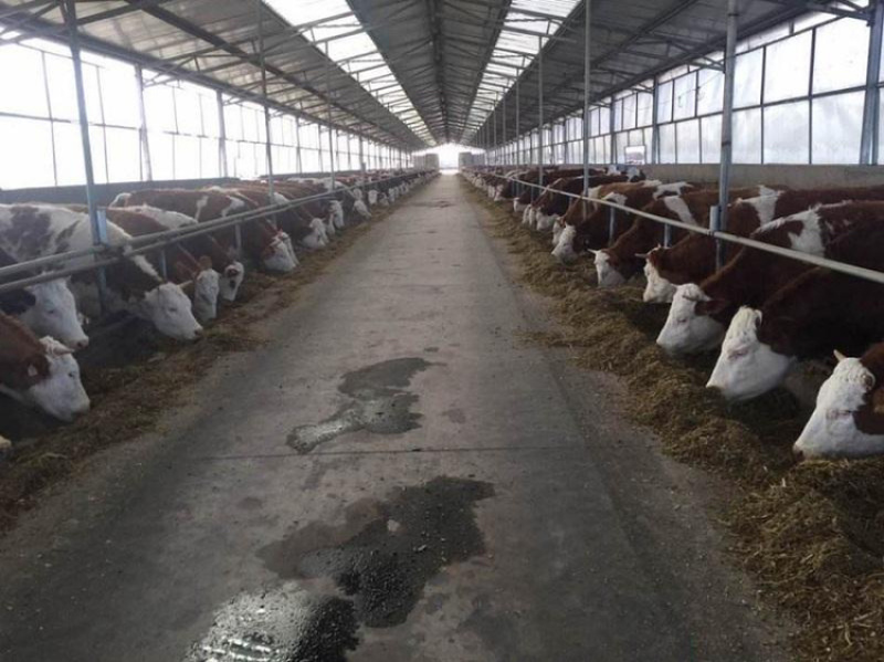 四川活牛肉牛犊公牛，怀孕母牛，全国发货，欢迎上门挑选