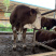 四川活牛肉牛犊公牛,怀孕母牛,全国发货,欢迎上门挑选