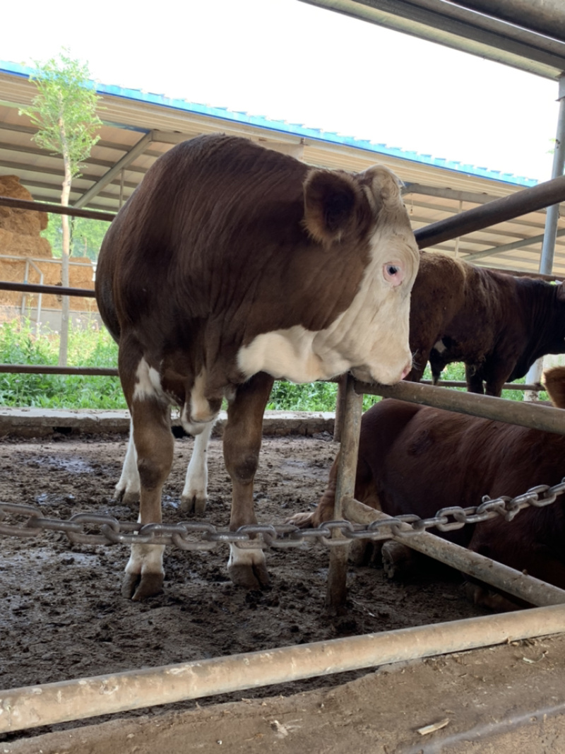 四川活牛肉牛犊公牛，怀孕母牛，全国发货，欢迎上门挑选
