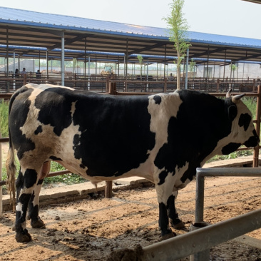 四川活牛肉牛犊公牛,怀孕母牛,全国发货,欢迎上门挑选