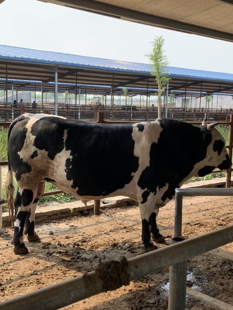 四川活牛肉牛犊公牛，怀孕母牛，全国发货，欢迎上门挑选