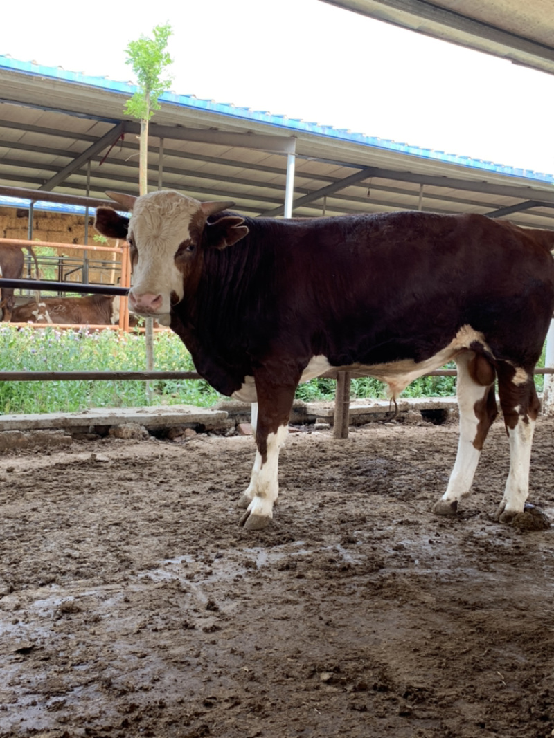 四川活牛肉牛犊公牛，怀孕母牛，全国发货，欢迎上门挑选
