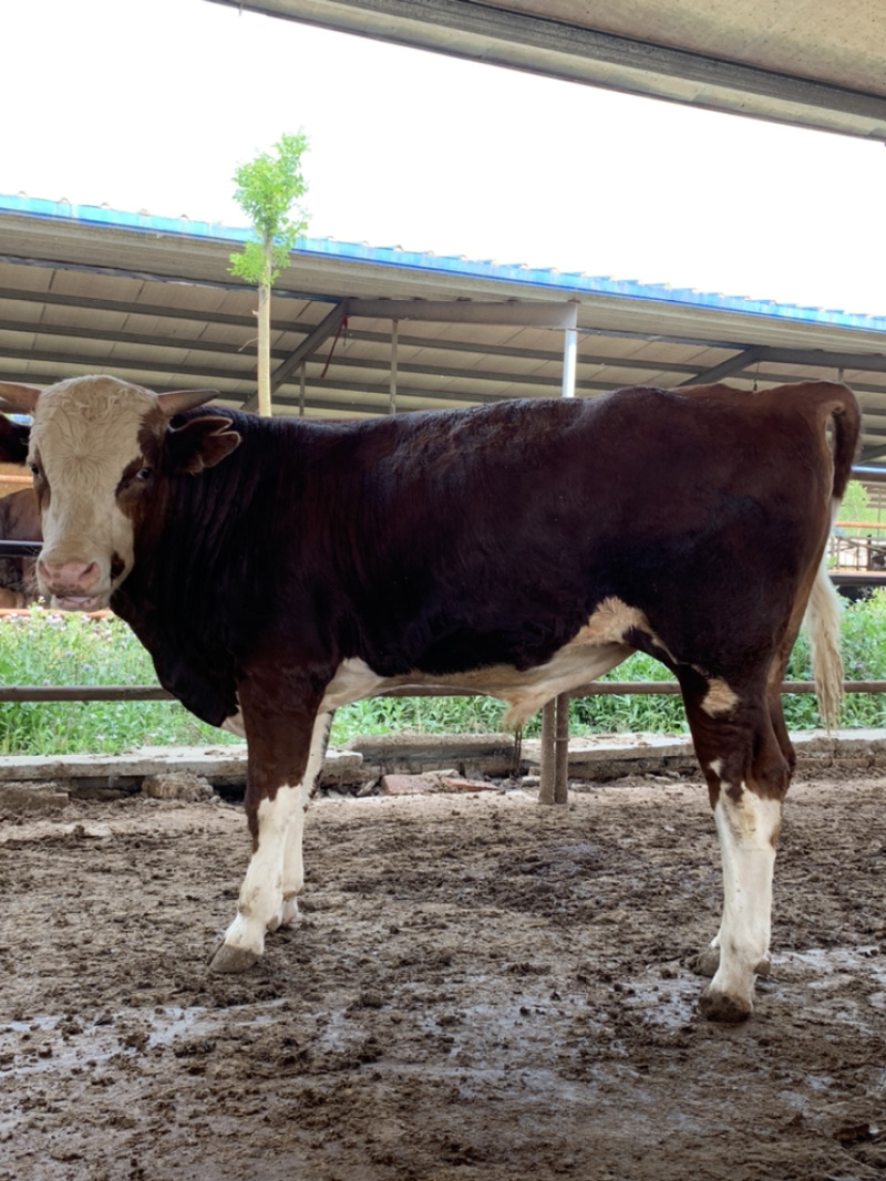 四川活牛肉牛犊公牛，怀孕母牛，全国发货，欢迎上门挑选