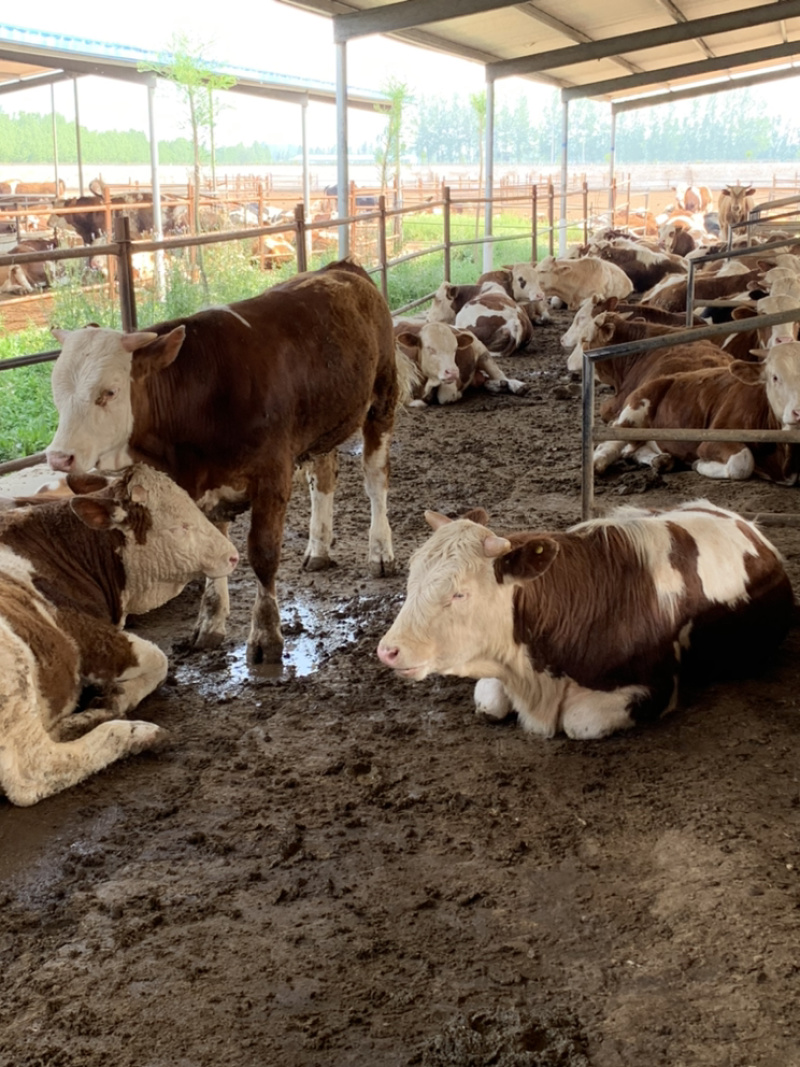四川活牛肉牛犊公牛，怀孕母牛，全国发货，欢迎上门挑选
