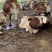 四川活牛肉牛犊公牛,怀孕母牛,全国发货,欢迎上门挑选