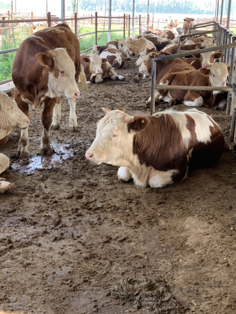 四川活牛肉牛犊公牛，怀孕母牛，全国发货，欢迎上门挑选