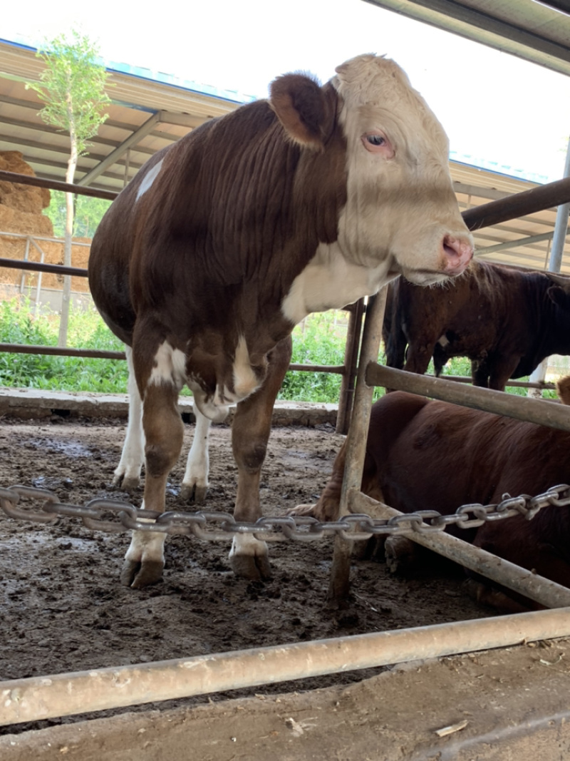 四川活牛肉牛犊公牛，怀孕母牛，全国发货，欢迎上门挑选