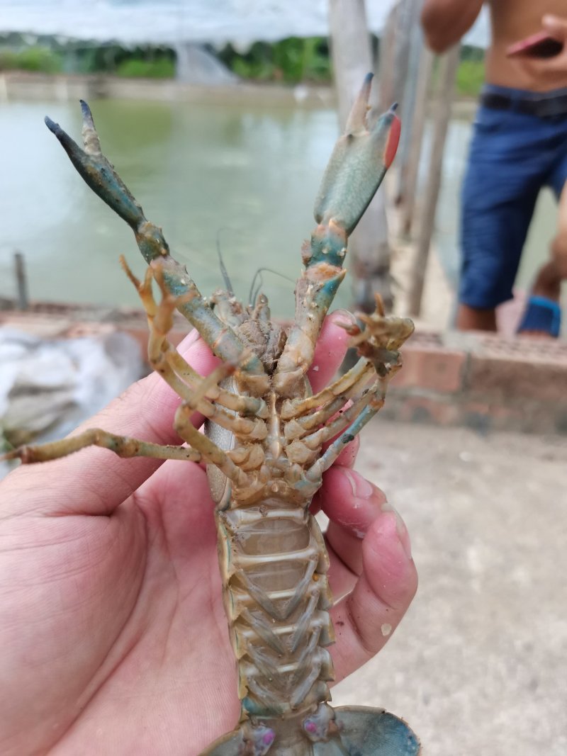 一手货源长期供应，头批苗，好品种，澳洲龙虾