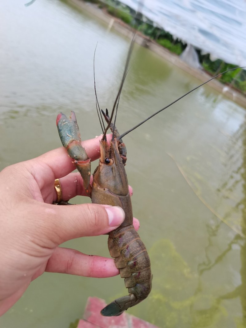 一手货源长期供应，头批苗，好品种，澳洲龙虾