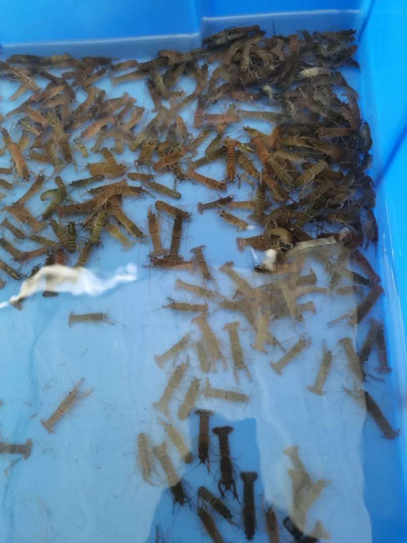 一手货源长期供应，头批苗，好品种，澳洲龙虾