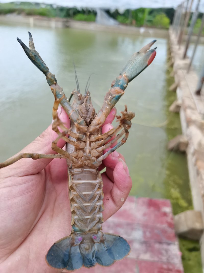 一手货源长期供应，头批苗，好品种，澳洲龙虾