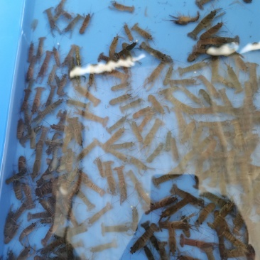 一手货源长期供应，头批苗，好品种，澳洲龙虾