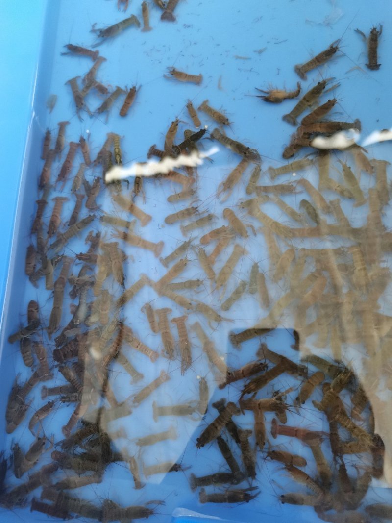 一手货源长期供应，头批苗，好品种，澳洲龙虾