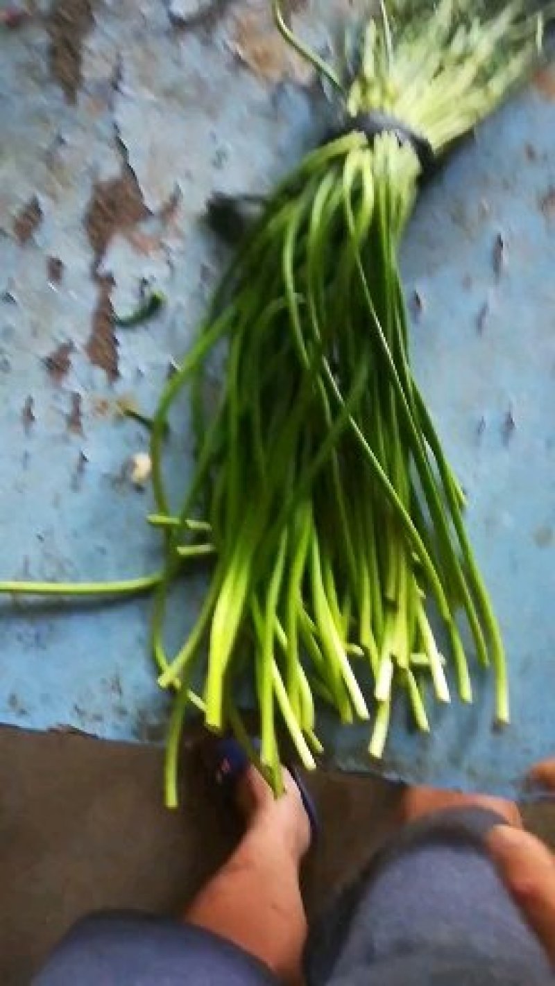 大量出售蒜苔质量好价格低