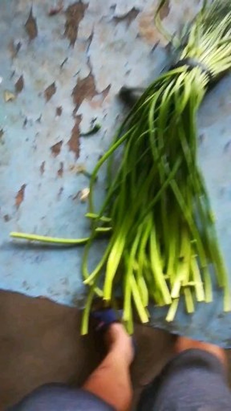 大量出售蒜苔质量好价格低