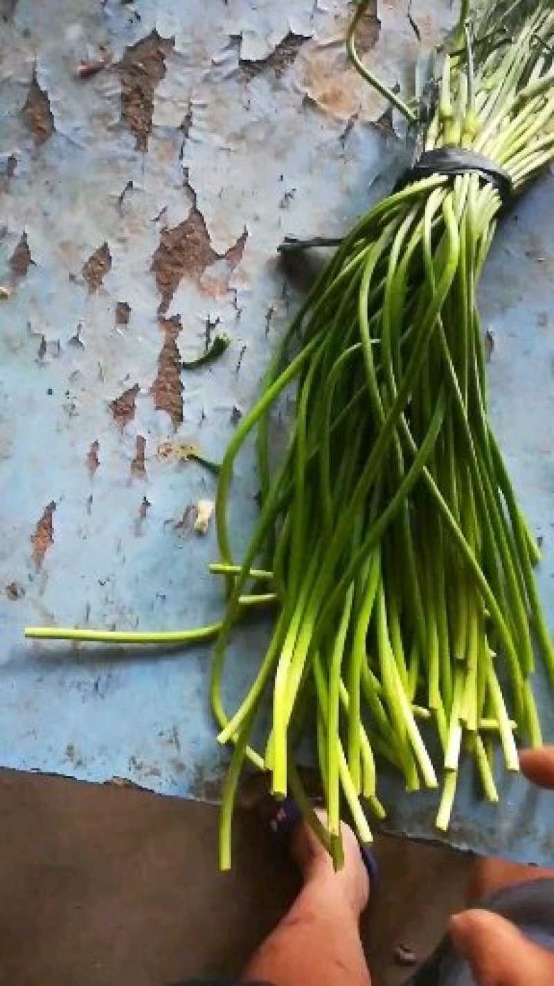 大量出售蒜苔质量好价格低