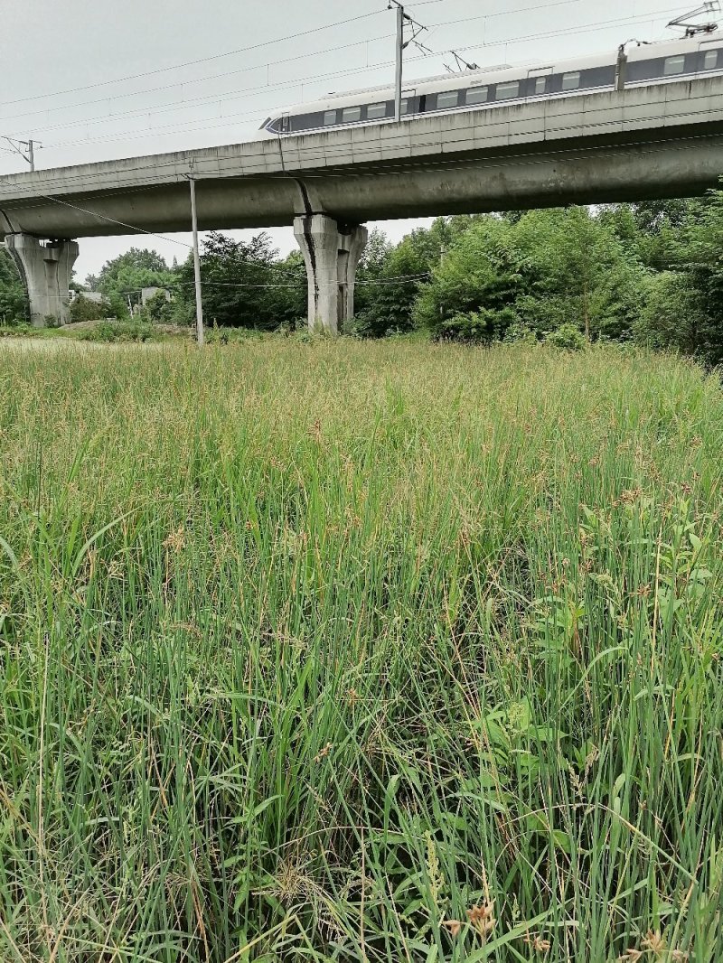 成都水葱基地，批发出售水葱，小杯苗，高40-50