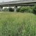 成都水葱基地，批发出售水葱，小杯苗，高40-50