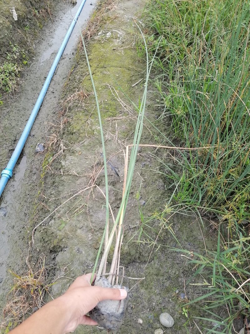 成都水葱基地，批发出售水葱，小杯苗，高40-50