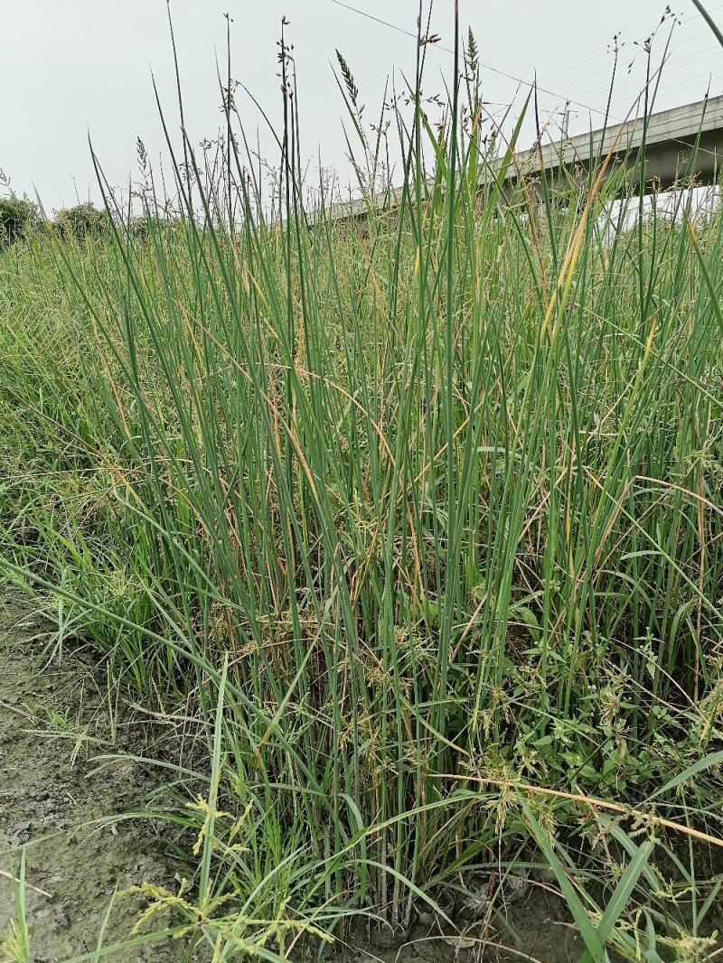 成都水葱基地，批发出售水葱，小杯苗，高40-50