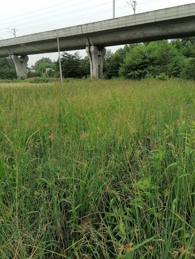 成都水葱基地，批发出售水葱，小杯苗，高40-50