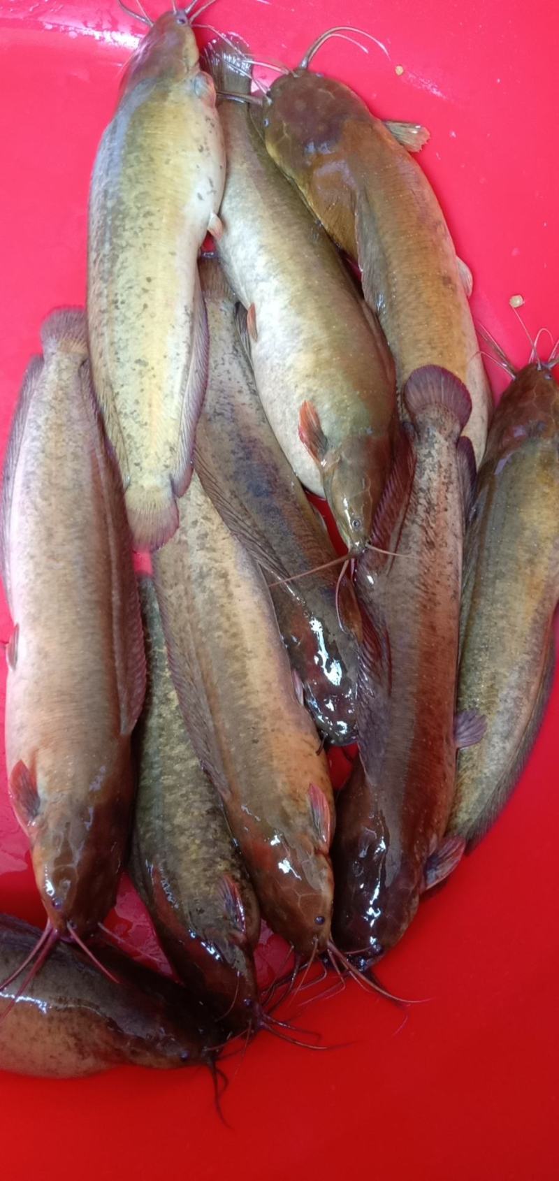 大量批发给你，价格优惠，