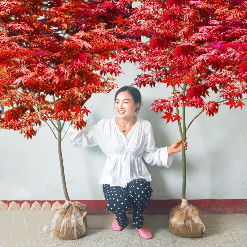 红枫庭院日本红枫四季种植多品种可选，基地直供