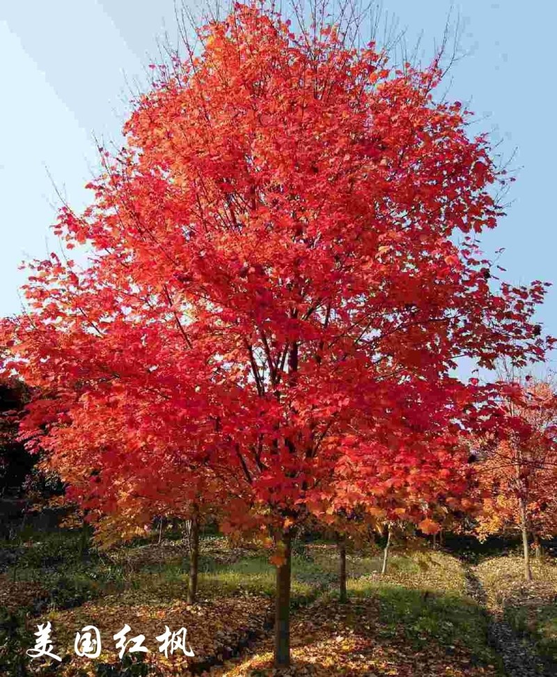 红枫庭院日本红枫四季种植多品种可选，基地直供