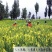 农家黄花菜干货无污染无添加剂安全蔬菜