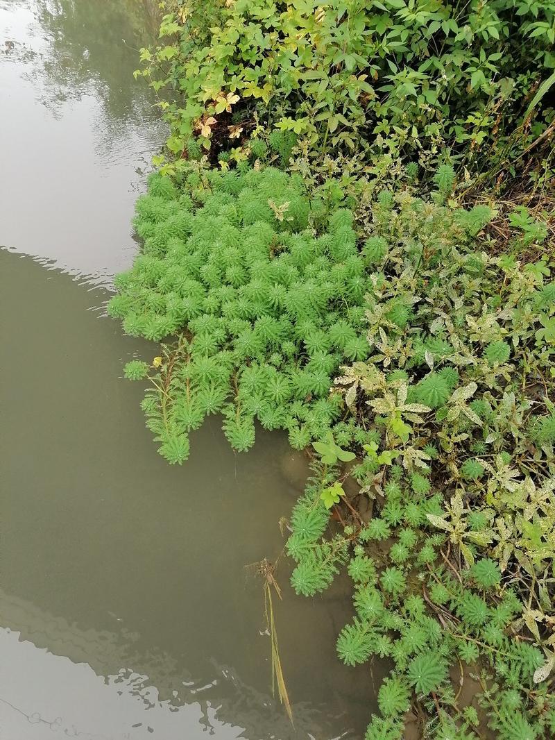 成都郫都区狐尾藻，深度35-40