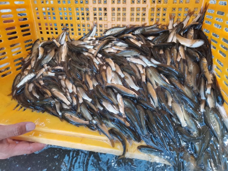 长期供应，良种草鱼苗，打过疫苗，养殖产量高，吃料生猛，。