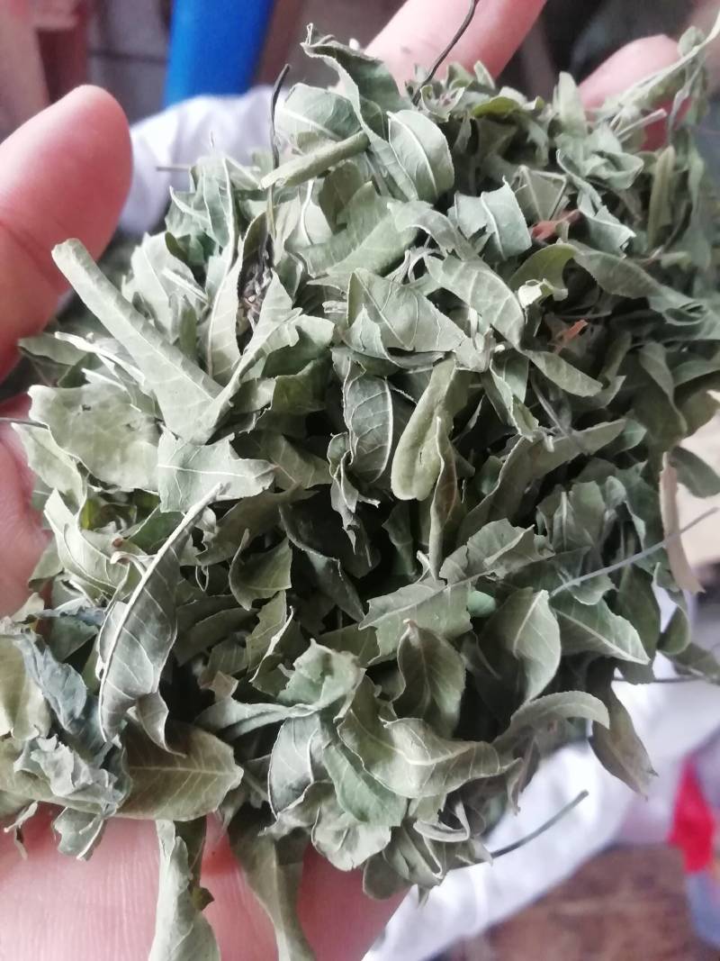 新货罗布麻，罗布麻叶，罗布麻批发加零售