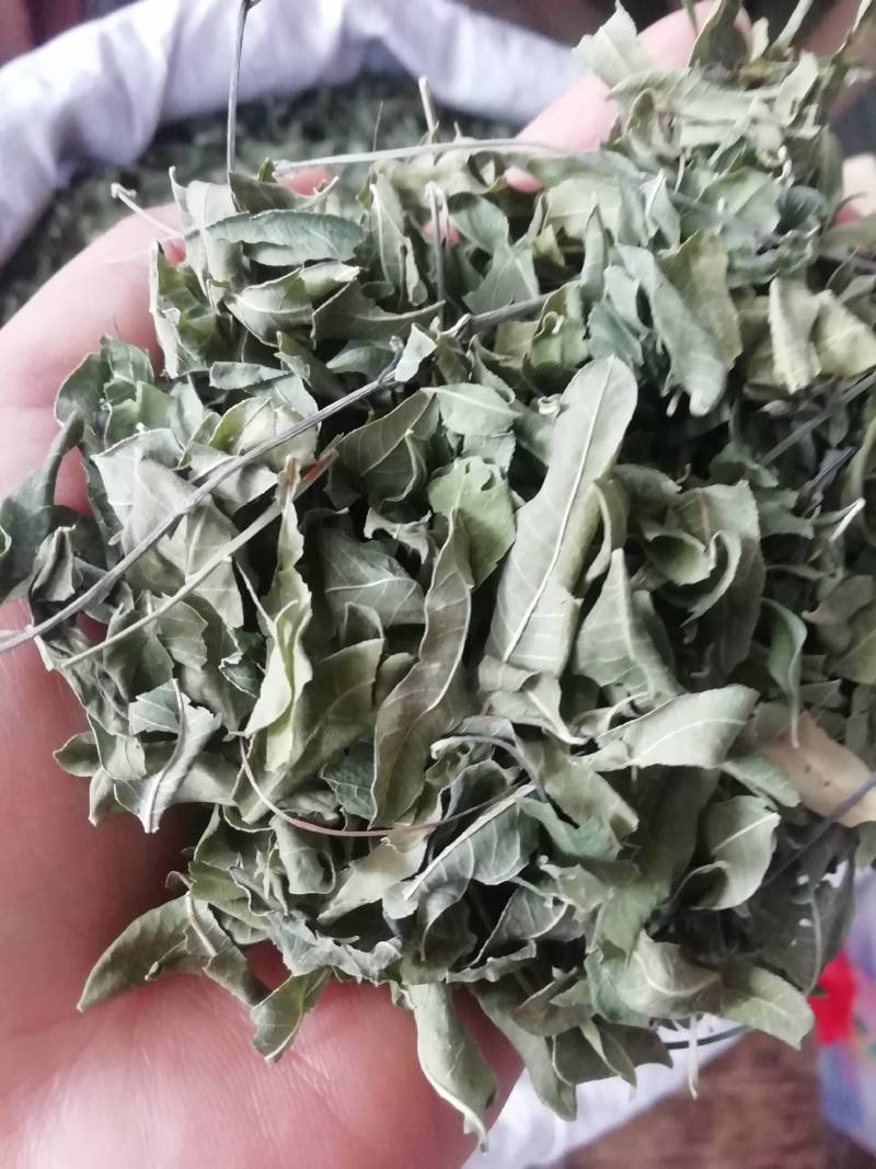 新货罗布麻，罗布麻叶，罗布麻批发加零售