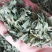 新货罗布麻，罗布麻叶，罗布麻批发加零售