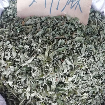 新货罗布麻，罗布麻叶，罗布麻批发加零售