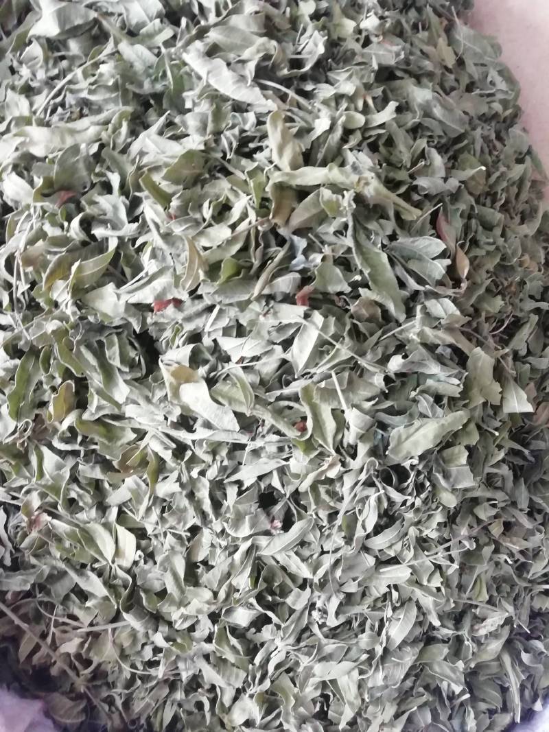 新货罗布麻，罗布麻叶，罗布麻批发加零售