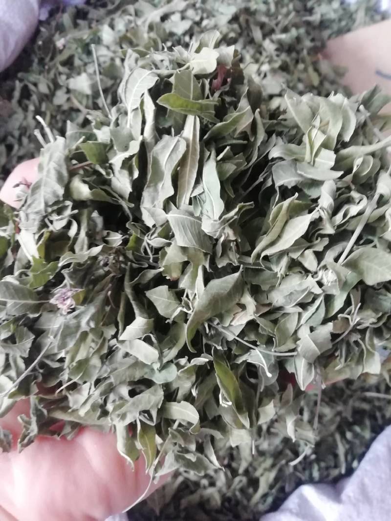 新货罗布麻，罗布麻叶，罗布麻批发加零售