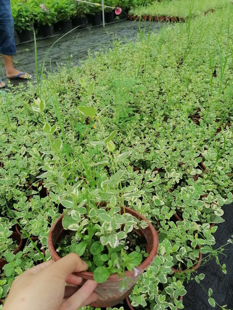 出售花叶蔓长春，杯苗高20，冠幅15