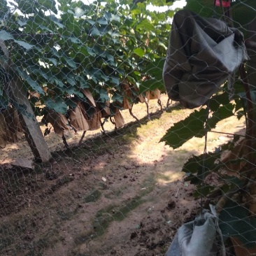 巨峰葡萄无核套袋果(自种)