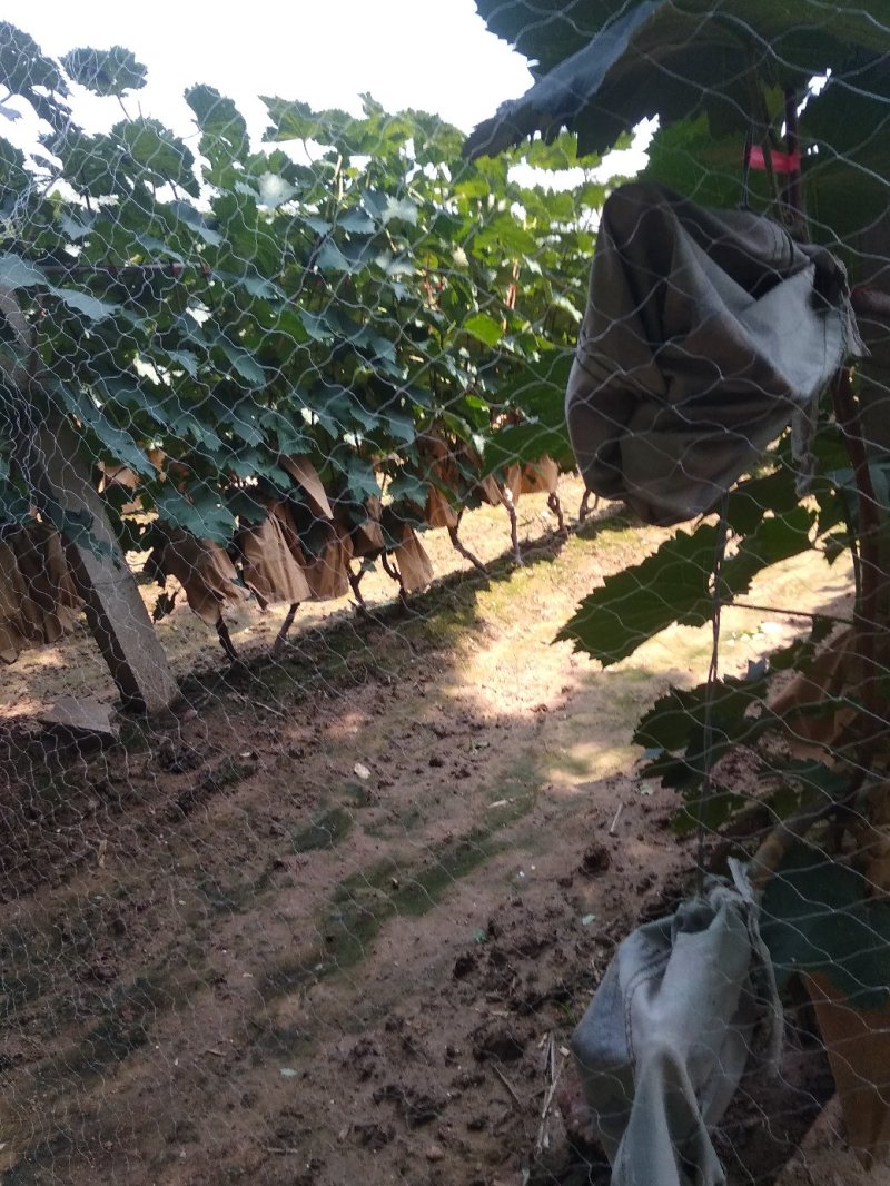 巨峰葡萄无核套袋果(自种)