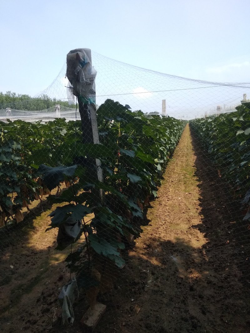 巨峰葡萄无核套袋果(自种)