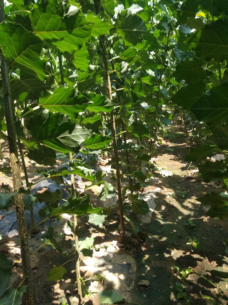 杨树苗