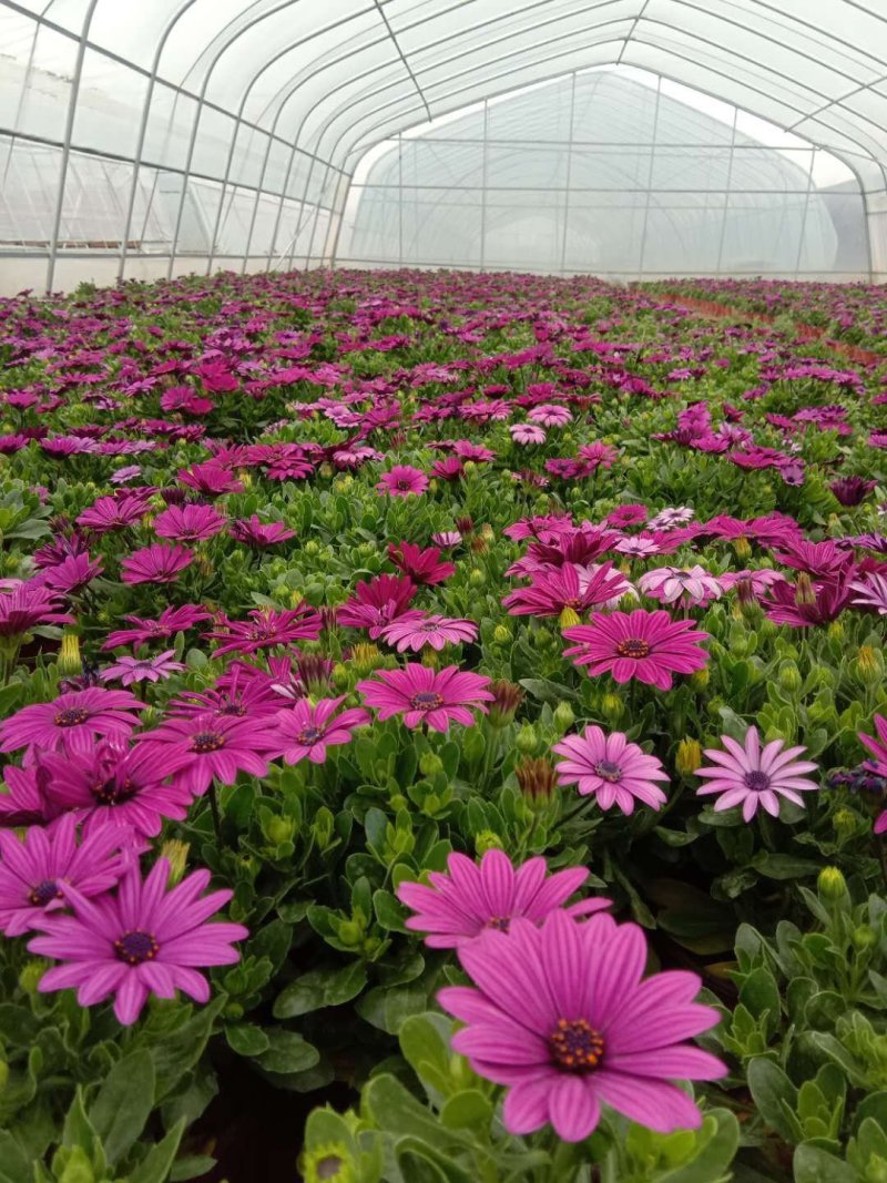 基地种植各种时令草花有需要的朋友联系
